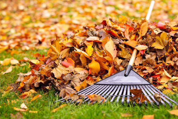 Cost of Leaves Removal in San Marcos