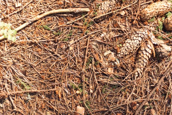 Cost of Pine Needles Removal in San Marcos