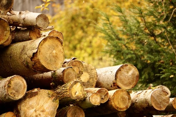 Cost of Wood Pile Removal in San Marcos