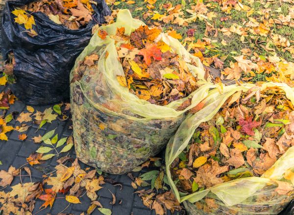 Cost of Yard Cleanup Service in San Marcos