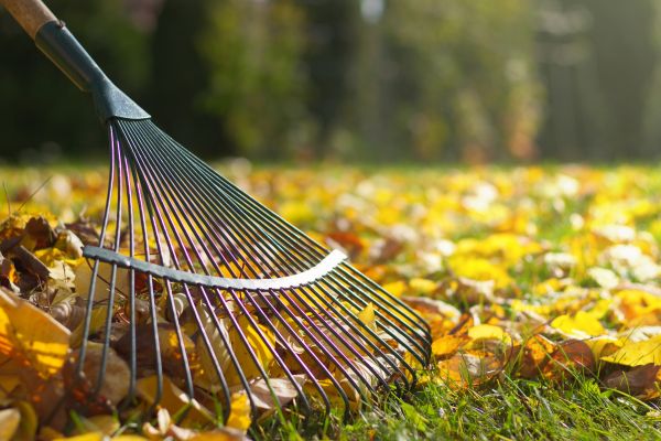 Cost of Leaf Raking Service in San Marcos