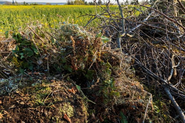 Cost of Brush Disposal in San Marcos
