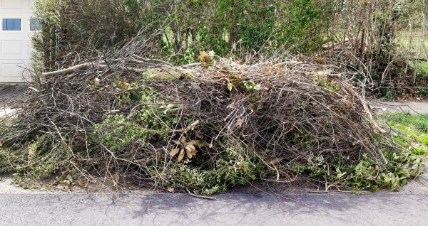 Cost of Tree Limb Cleanup in San Marcos