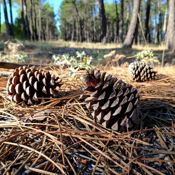 Cost of Pine Cone Removal in San Marcos