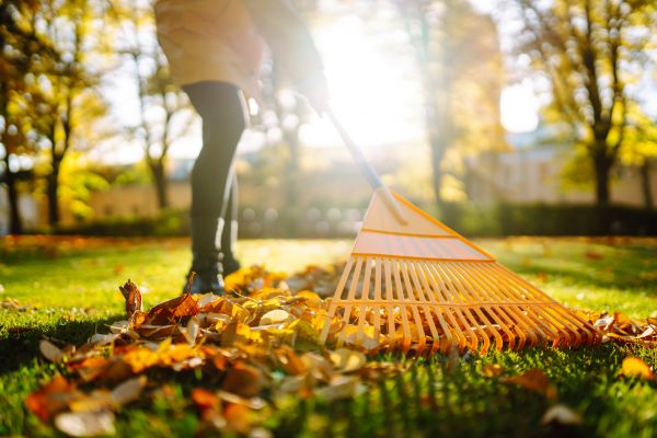 Cost of Leaves Raking in San Marcos