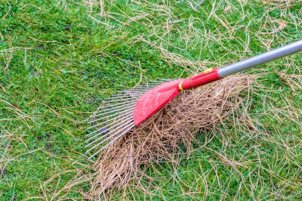 Cost of Yard Raking in San Marcos