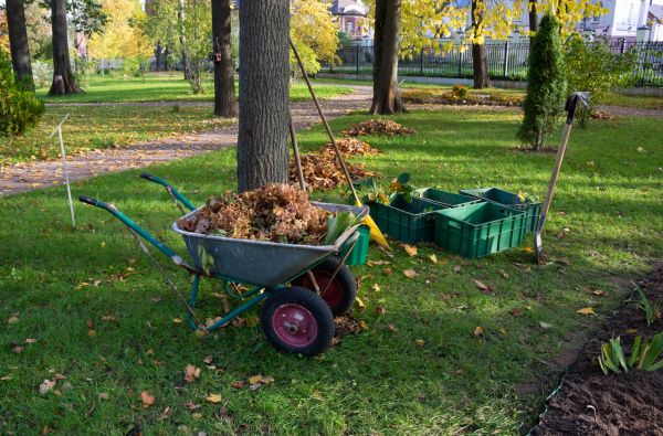 Cost of Leaf Clearing Service in San Marcos