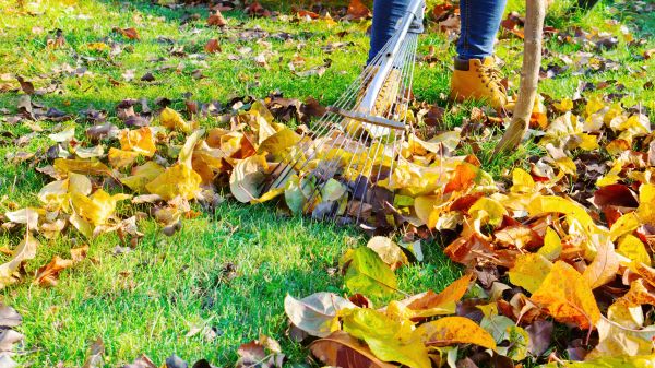 Cost of Lawn Cleanup Service in San Marcos